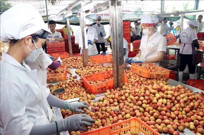 Vietnamese lychee favourite with global consumers